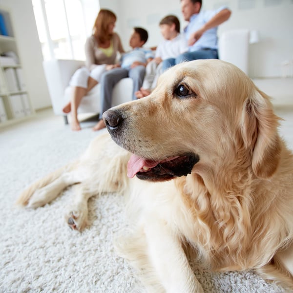 Moving with pets